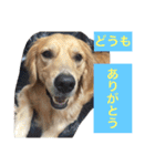 アリシアとメイと時々アゲハ（個別スタンプ：35）