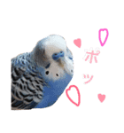 チワプーほくとインコのとむ（個別スタンプ：7）