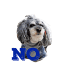 ILIOの看板犬（個別スタンプ：1）