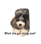 ILIOの看板犬（個別スタンプ：10）