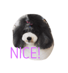 ILIOの看板犬（個別スタンプ：15）