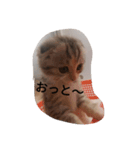 大人子ネコ（個別スタンプ：1）