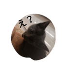大人子ネコ（個別スタンプ：3）