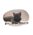 大人子ネコ（個別スタンプ：4）