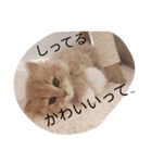 大人子ネコ（個別スタンプ：5）