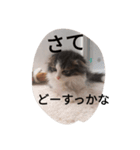 大人子ネコ（個別スタンプ：6）