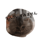 大人子ネコ（個別スタンプ：7）