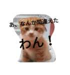 大人子ネコ（個別スタンプ：8）