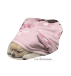 Khawnung（個別スタンプ：4）