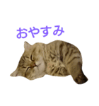 ネコ(ペルシャ)（個別スタンプ：2）