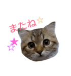ネコ(ペルシャ)（個別スタンプ：3）