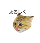 ネコ(ペルシャ)（個別スタンプ：5）