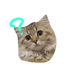 ネコ(ペルシャ)（個別スタンプ：7）