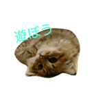 ネコ(ペルシャ)（個別スタンプ：9）