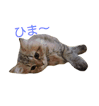 ネコ(ペルシャ)（個別スタンプ：13）