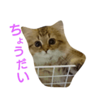 ネコ(ペルシャ)（個別スタンプ：16）