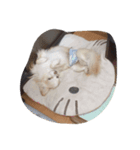 空陸ラテ（個別スタンプ：2）