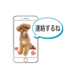 チワプーマリーの毎日（個別スタンプ：3）