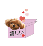 チワプーマリーの毎日（個別スタンプ：8）