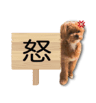 チワプーマリーの毎日（個別スタンプ：9）