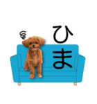 チワプーマリーの毎日（個別スタンプ：14）