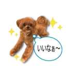 チワプーマリーの毎日（個別スタンプ：16）