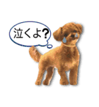 チワプーマリーの毎日（個別スタンプ：18）