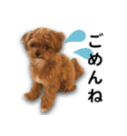 チワプーマリーの毎日（個別スタンプ：23）