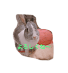 可愛いうさ4（個別スタンプ：8）