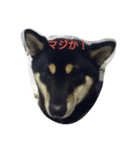 ayumusan（個別スタンプ：2）