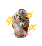 チワワのリックのスタンプ（個別スタンプ：8）
