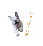 ぶるぶる日和（個別スタンプ：13）