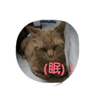 love,cat（個別スタンプ：1）