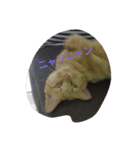 love,cat（個別スタンプ：2）