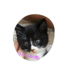 love,cat（個別スタンプ：3）