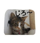 love,cat（個別スタンプ：4）