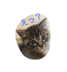 love,cat（個別スタンプ：5）