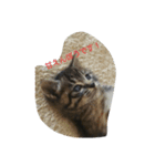 love,cat（個別スタンプ：6）