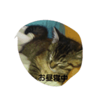 love,cat（個別スタンプ：7）
