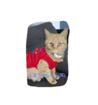 love,cat（個別スタンプ：8）