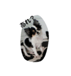 lovely'dog（個別スタンプ：2）