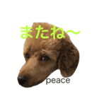 ミニチュアプードルPEACE（個別スタンプ：1）