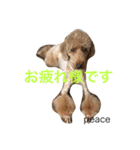 ミニチュアプードルPEACE（個別スタンプ：7）
