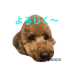 ミニチュアプードルPEACE（個別スタンプ：12）