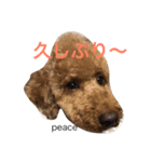 ミニチュアプードルPEACE（個別スタンプ：16）