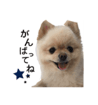 鈴木はなです♩ ♩（個別スタンプ：12）