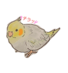 オカメいんこのひなぽ（個別スタンプ：3）