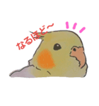 オカメいんこのひなぽ（個別スタンプ：4）