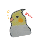 オカメいんこのひなぽ（個別スタンプ：8）