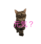 natsume stamp3（個別スタンプ：1）